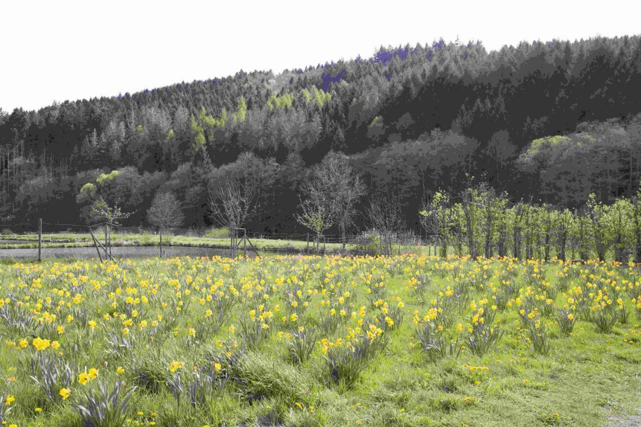 Ferienhaus Salmtal Himmerod Großlittgen المظهر الخارجي الصورة